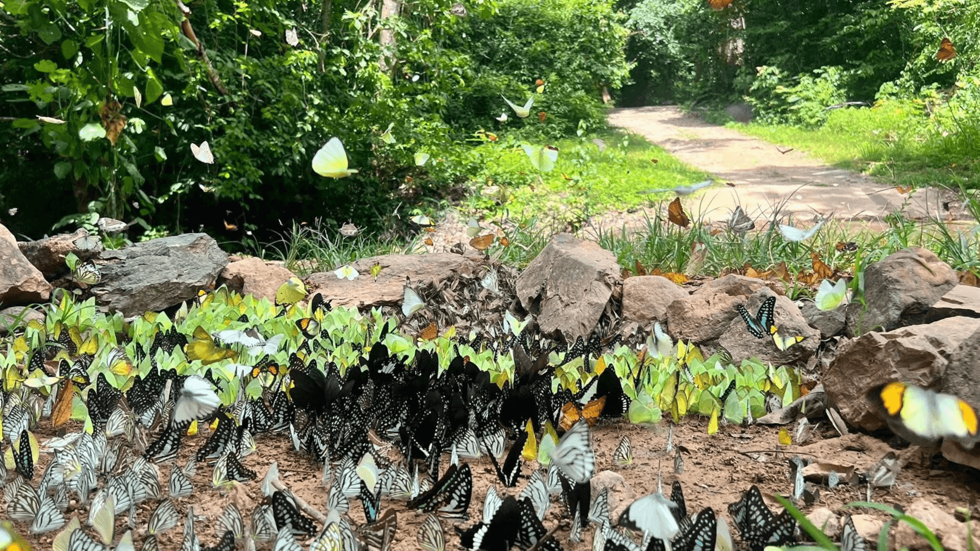 บ้านกร่าง แก่งกระจาน -kaengkrachan-butterfliesbutterfly-ban-krang-kaeng-krachan-en