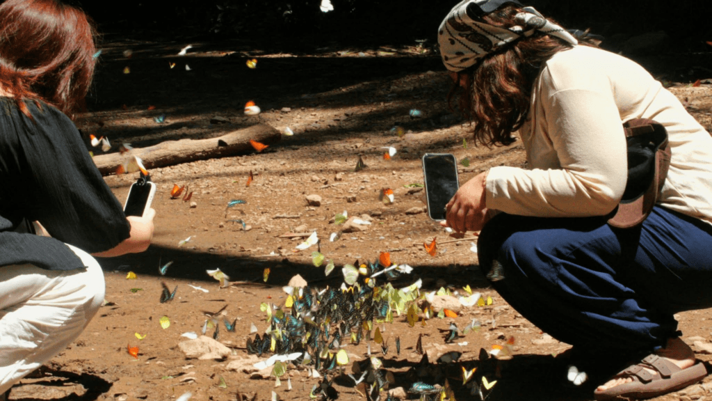 บ้านกร่าง แก่งกระจาน -kaengkrachan-butterflies