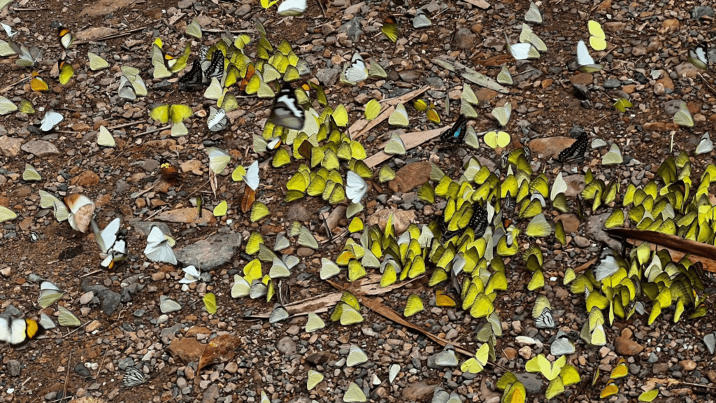 บ้านกร่าง แก่งกระจาน -kaengkrachan-butterflies