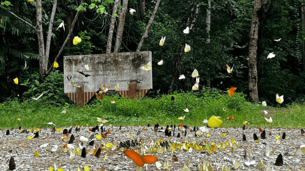 บ้านกร่าง แก่งกระจาน -kaengkrachan-butterflies