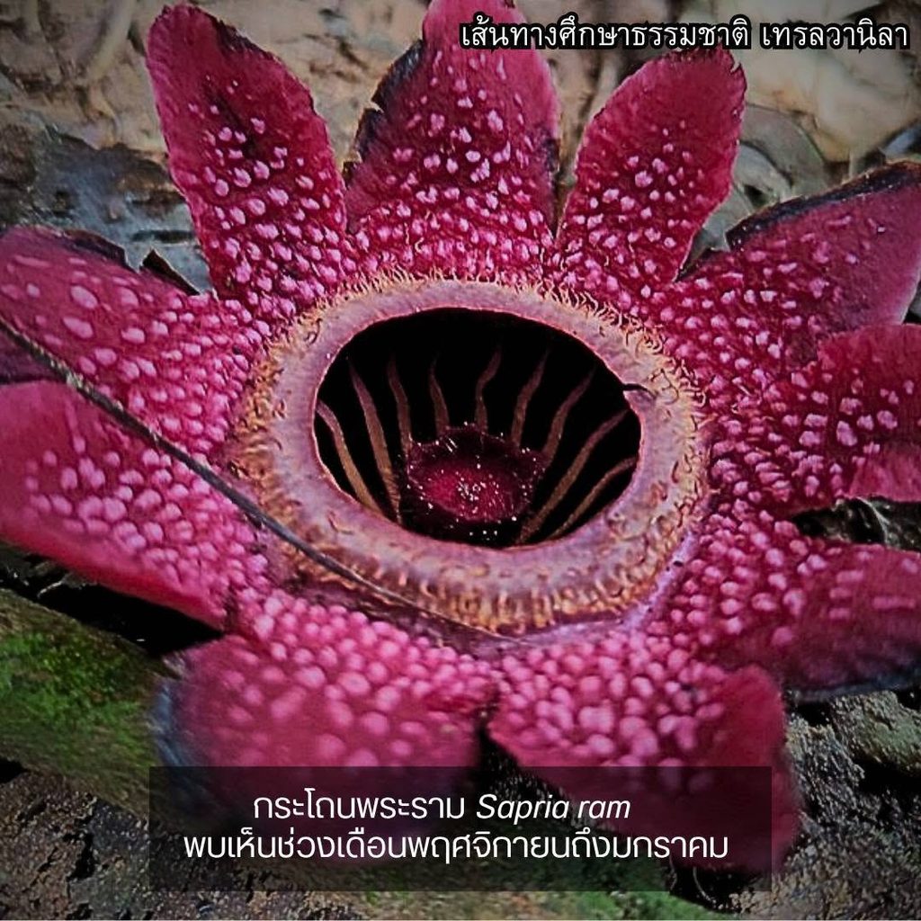 แผนที่เส้นทางศึกษาธรรมชาติ เทรลวานิลา แก่งกระจาน บ้านกร่างแคมป์