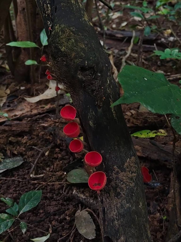 ภาพเห็ด: เห็ดถ้วยสีแดงและเห็ดดาวดินบนพื้นดินเปียกชื้น บ้านกร่าง หน้าฝน