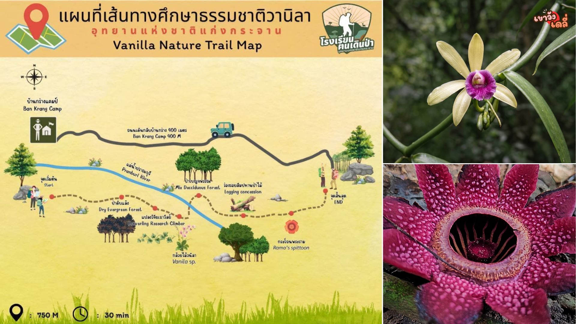 ชวนเดิน ‘เทรลวานิลา’ 750 เมตร บ้านกร่าง แวะส่องพืชหายากในผืนป่าแก่งกระจาน