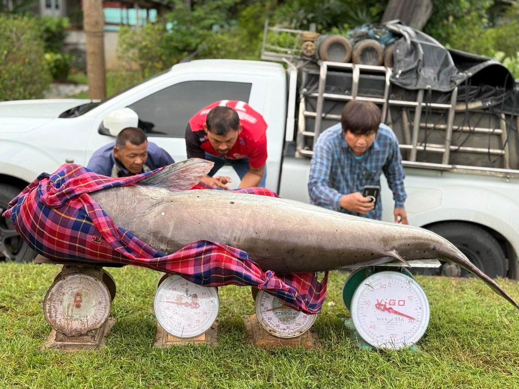 ปลายักษ์เขื่อนแก่งกระจาน-Weighing giant Mekong catfish using multiple spring scales at Kaeng Krachan Dam