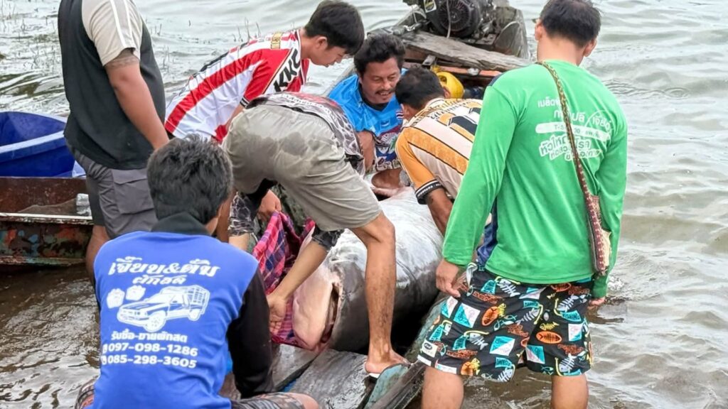 กลุ่มชาวประมงพื้นบ้านหลายคนกำลังร่วมแรงช่วยกันประคองปลาบึกเขื่อนแก่งกระจาน ขนาดใหญ่ขึ้นจากเรือหางยาวริมตลิ่งเขื่อนแก่งกระจาน