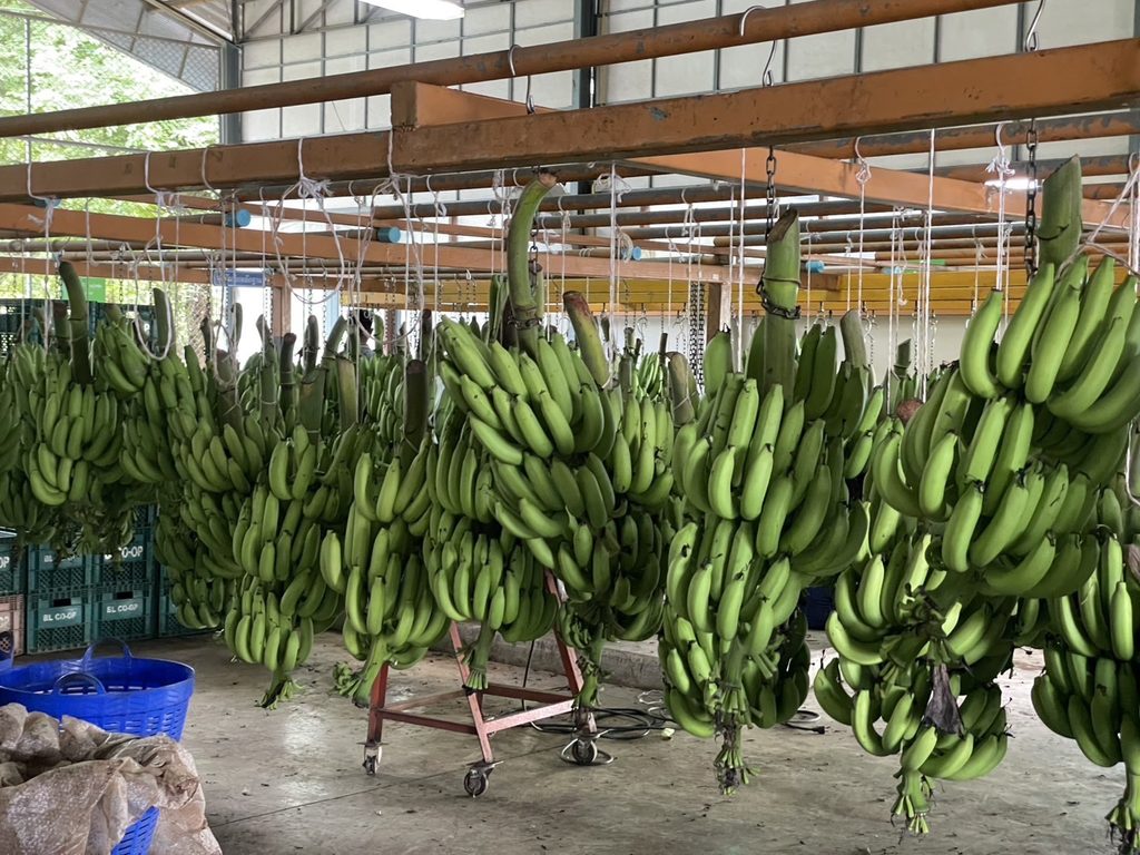 โรงคัดบรรจุผลผลิตกล้วยหอมทอง สหกรณ์การเกษตรบ้านลาด เพชรบุรี