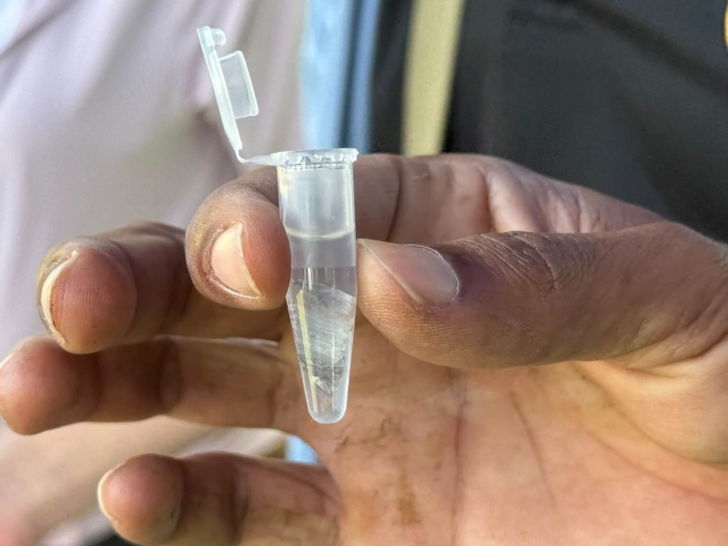 ปลายักษ์เขื่อนแก่งกระจาน-Fin tissue sample in microcentrifuge tube for genetic diversity analysis of Kaeng Krachan giant catfish
