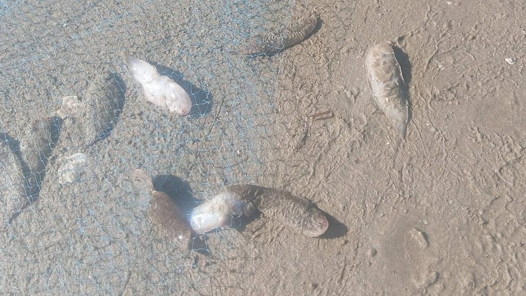 ปลาลิ้นหมาและสัตว์น้ำหน้าดินลอยติดอวนเกยหาดบางเก่า อำเภอชะอำ จังหวัดเพชรบุรี จากปรากฏการณ์ น้ำเบียด ชะอำ
