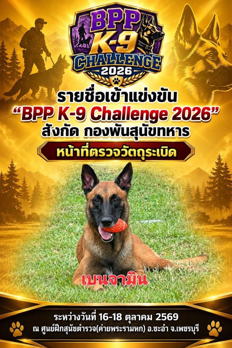 เบนจามิน สุนัขตรวจค้นวัตถุระเบิดคาบลูกบอลสีส้ม กองพันสุนัขทหาร BPP K-9 CHALLENGE 2026