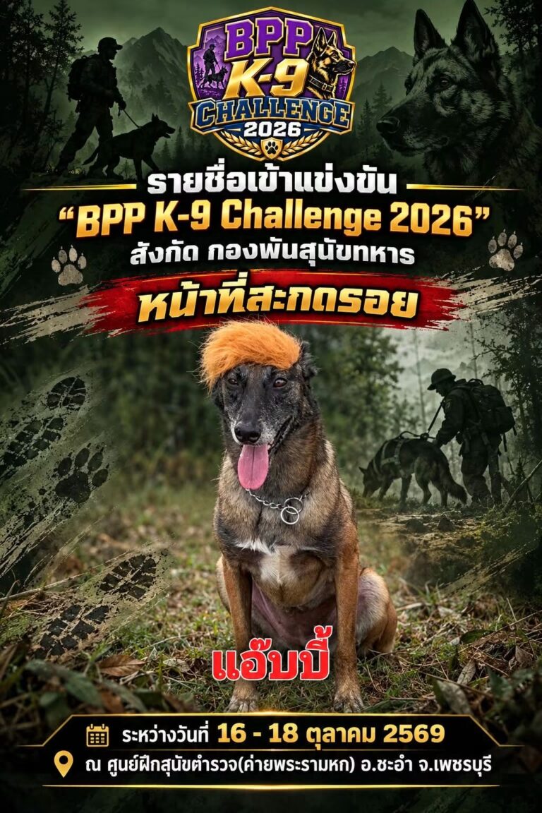 น้องแอ๊บบี้ สุนัขทหารใส่วิกผมส้มเกาหลี กองพันสุนัขทหาร ศึก BPP K-9 CHALLENGE 2026